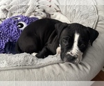 onyx - Male American French Bull Terrier Puppy for Sale - Small photo