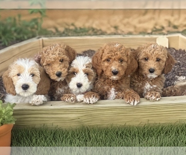 Medium Photo #2 Goldendoodle Puppy For Sale in WOODSTOCK, IL, USA