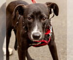 Small #7 Labrador Retriever Mix