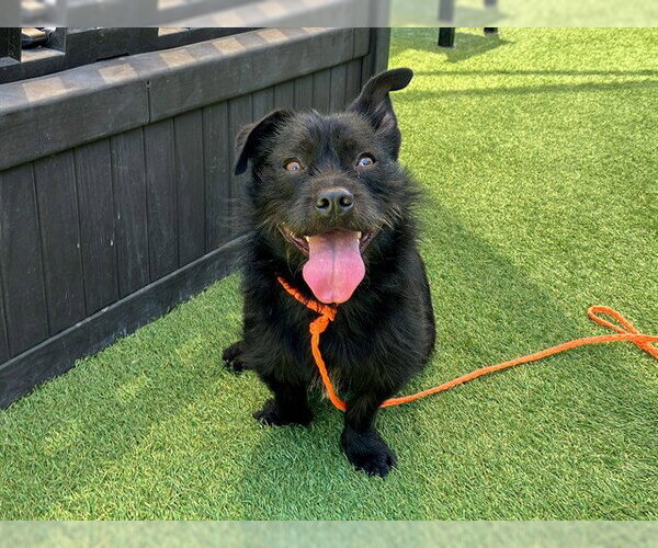 Medium Photo #1 Mutt Puppy For Sale in Orange, CA, USA