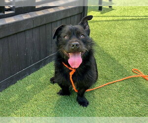 Mutt Dogs for adoption in Orange, CA, USA