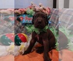 Small Photo #133 Great Dane Puppy For Sale in SPRAGGS, PA, USA