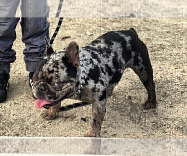 Medium Photo #1 French Bulldog Puppy For Sale in PASADENA, CA, USA