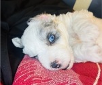 Small #10 Sheepadoodle