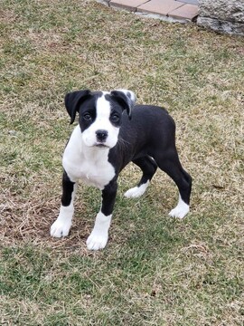 Medium Photo #1 Boxer Puppy For Sale in DEER PARK, NY, USA