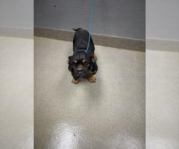 Medium Photo #1 Bulldog-Unknown Mix Puppy For Sale in Las Vegas, NV, USA