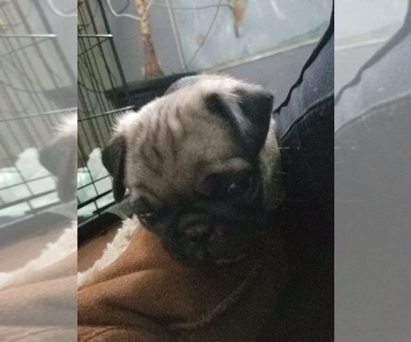 Medium Photo #3 Pug Puppy For Sale in BREWSTER, CO, USA