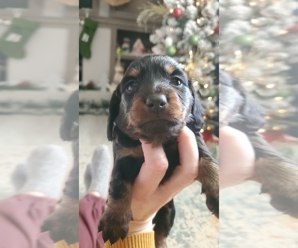 Medium Photo #1 Dachshund Puppy For Sale in MYSTIC, IA, USA