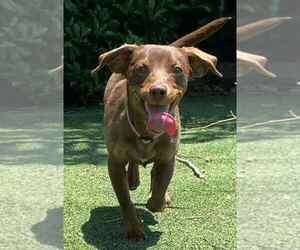 Doxie-Pin Dogs for adoption in La Verne, CA, USA