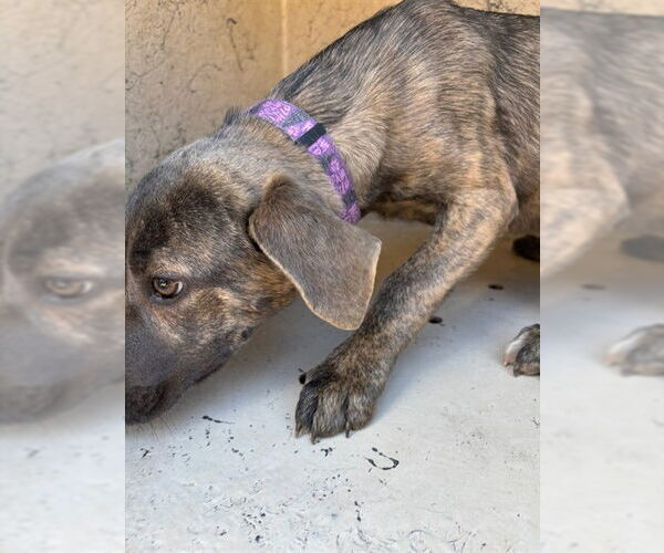 Medium Photo #1 Mutt Puppy For Sale in Oklahoma City, OK, USA