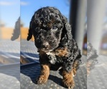 Small Photo #5 Poodle (Miniature) Puppy For Sale in INDIAHOMA, OK, USA