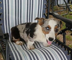 Pembroke Welsh Corgi Puppy for sale in MILTON, WI, USA