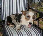 Small Pembroke Welsh Corgi