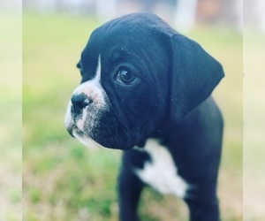 Boxer Puppy for sale in GREENVILLE, NC, USA