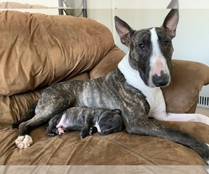 Father of the Bull Terrier puppies born on 03/02/2020