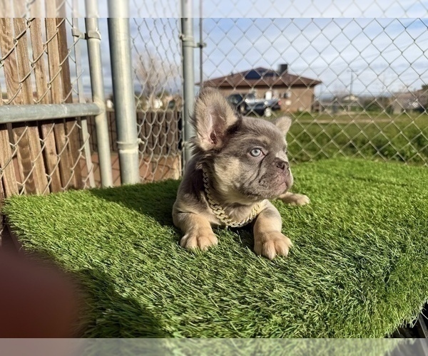 Medium Photo #19 French Bulldog Puppy For Sale in MONTE SERENO, CA, USA