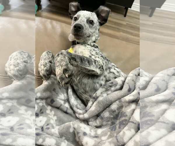 Medium Photo #4 Mutt Puppy For Sale in Sandy, UT, USA