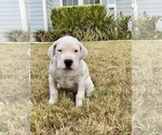 Small Photo #6 Dogo Argentino Puppy For Sale in SAN ANTONIO, TX, USA
