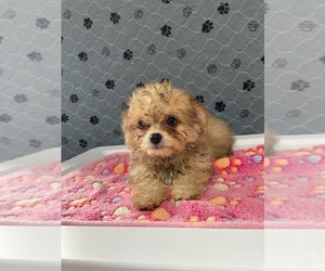 Chihuahua Puppy for sale in MARION, VA, USA
