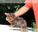 Small #7 Yorkiepoo mix (+ Poodle Toy)