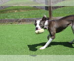 Small #3 American Pit Bull Terrier