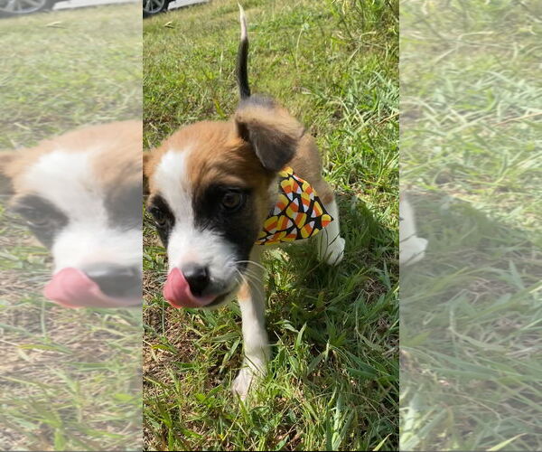 Medium Photo #2 Mutt Puppy For Sale in Calhoun, GA, USA