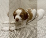 Small #1 Brittany