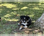 Puppy Puppy 3 Lefty Miniature Australian Shepherd