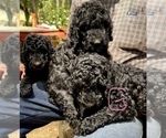 Small Photo #5 Goldendoodle Puppy For Sale in MAGNOLIA, TX, USA