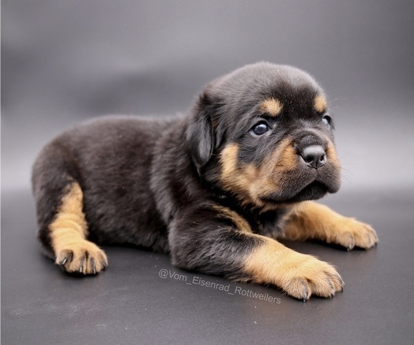 Medium Photo #2 Rottweiler Puppy For Sale in FONTANA, CA, USA