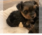 Small Photo #3 Yorkshire Terrier Puppy For Sale in DAVIE, FL, USA