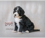 Small Photo #15 Bernedoodle Puppy For Sale in WEST SALEM, OH, USA