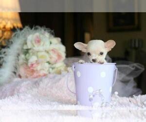 Chihuahua Puppy for sale in TAMPA PALMS, FL, USA
