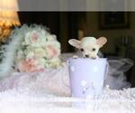 Chihuahuas - Female Chihuahua Puppy for Sale - Small photo