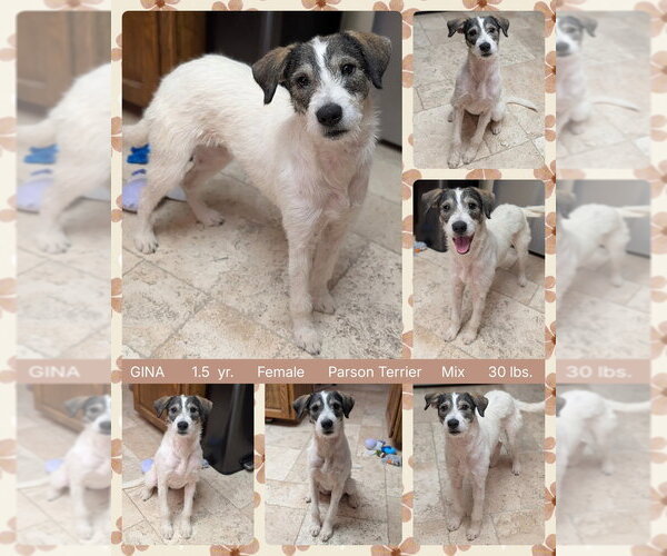 Medium Photo #1 Parson Russell Terrier-Unknown Mix Puppy For Sale in Mesa, AZ, USA