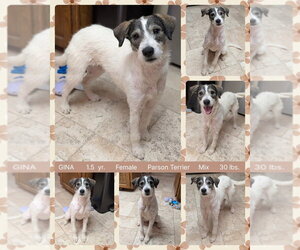 Parson Russell Terrier-Unknown Mix Dogs for adoption in Mesa, AZ, USA