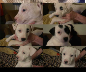 American Pit Bull Terrier-Dalmatian Mix Puppy for sale in AMBRIDGE, PA, USA