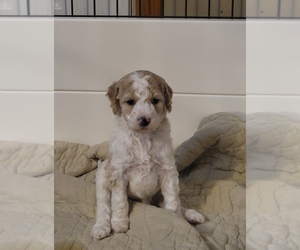 Medium Photo #1 Poodle (Standard) Puppy For Sale in ASHBY, MN, USA