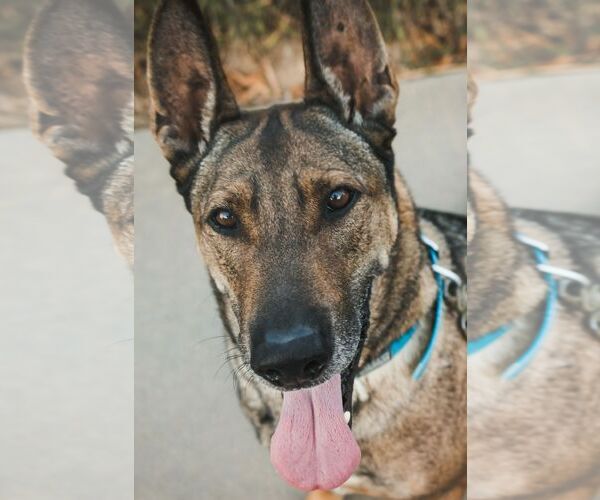 Medium Photo #2 Mutt Puppy For Sale in Sandy, UT, USA