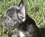 Small Photo #2 French Bulldog Puppy For Sale in AVON PARK, FL, USA