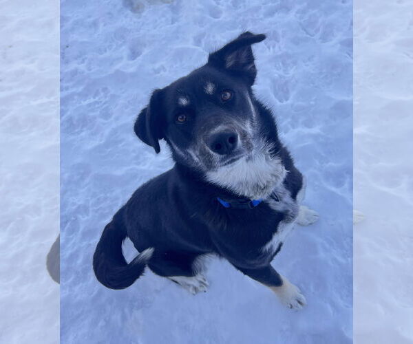 Medium Photo #3 Siberian Husky-Unknown Mix Puppy For Sale in Webster, WI, USA