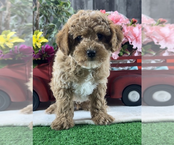 Medium Photo #2 Poodle (Toy) Puppy For Sale in CANOGA, NY, USA