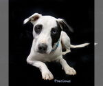 Small #3 Mutt