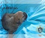 Small Photo #27 Olde English Bulldogge Puppy For Sale in WRIGHT CITY, MO, USA