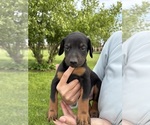 Small #1 Doberman Pinscher