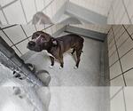 Small American Pit Bull Terrier Mix