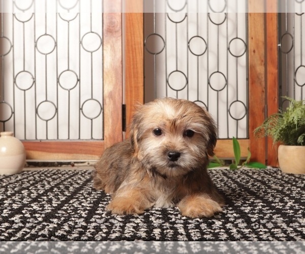 Medium Photo #3 Shorkie Tzu Puppy For Sale in NAPLES, FL, USA