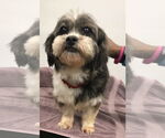 Small Shih Tzu Mix