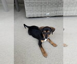 Small #3 Dachshund Mix
