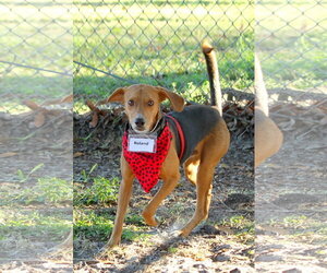 Roland - Male Beagle Dog for Adoption - Photo #8